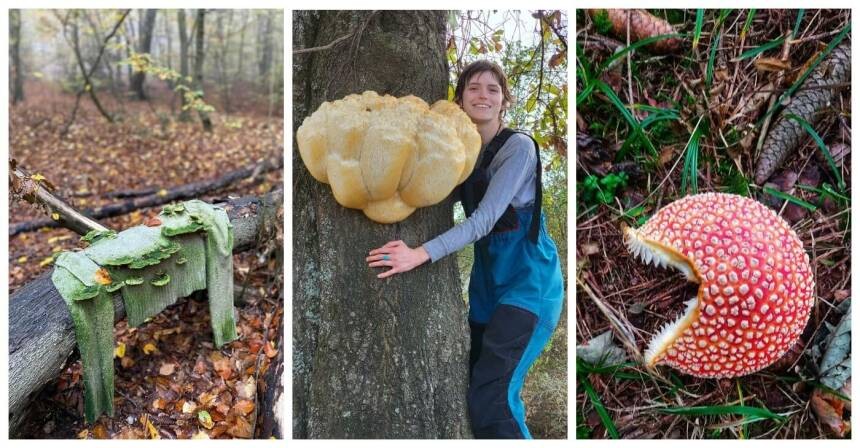 15 фото о том, что грибы - точно инопланетяне в мире природы