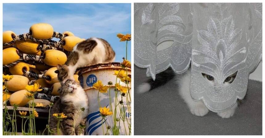15 забавных фото котов, которыми мы не могли не поделиться с вами